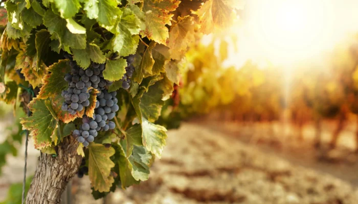 Gros plan sur une grappe de raisins noirs mûrs suspendue à un cep de vigne aux feuilles vertes et dorées, dans un vignoble provençal. En arrière-plan, les rangées de vignes s'estompent dans un flou artistique (effet bokeh) sous la lumière rasante et chaleureuse d'un soleil couchant d'automne.