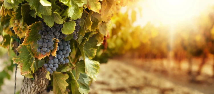 Gros plan sur une grappe de raisins noirs mûrs suspendue à un cep de vigne aux feuilles vertes et dorées, dans un vignoble provençal. En arrière-plan, les rangées de vignes s'estompent dans un flou artistique (effet bokeh) sous la lumière rasante et chaleureuse d'un soleil couchant d'automne.