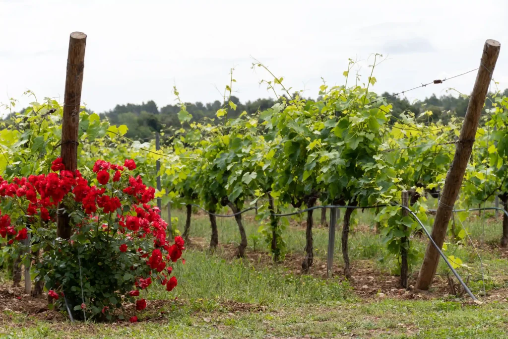 Rangées de vignes verdoyantes alignées et palissées sur des poteaux en bois dans un domaine viticole. Au premier plan à gauche, un rosier buisson aux fleurs rouges éclatantes est planté au bout d'un rang de vigne. En arrière-plan, une colline boisée se dessine sous un ciel clair.