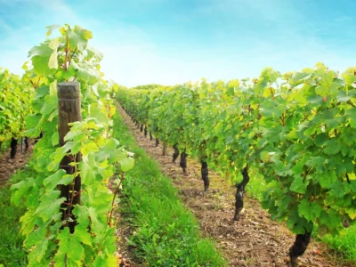 Rangs de vignes verdoyants comme au domaine viticole du Château de Crémat.