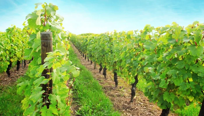 Rangs de vignes verdoyants comme au domaine viticole du Château de Crémat.