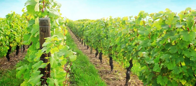 Rangs de vignes verdoyants comme au domaine viticole du Château de Crémat.