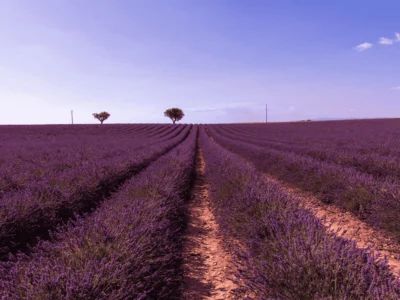 Route de la lavande