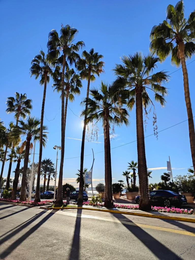 Contre-jour ensoleillé sur le boulevard de la Croisette à Cannes, bordé de très grands palmiers qui projettent de longues ombres graphiques sur la chaussée au premier plan. Le soleil brille à travers les feuillages sous un ciel bleu azur intense. À l'arrière-plan, on distingue des voitures de luxe garées, des parterres de fleurs roses et une silhouette de piéton marchant le long de la promenade. @jeanpaul 2025