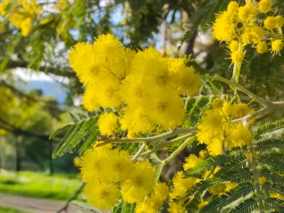 The mimosa is in full bloom on the French Riviera.