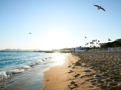Plage de sable fin à Cannes au coucher du soleil, avec oiseaux en vol, palmiers, vagues douces et bâtiments côtiers sous un ciel clair.