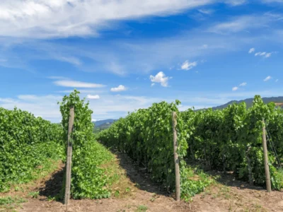 Vignoble des Côtes de Provence sous le soleil méditerranéen
