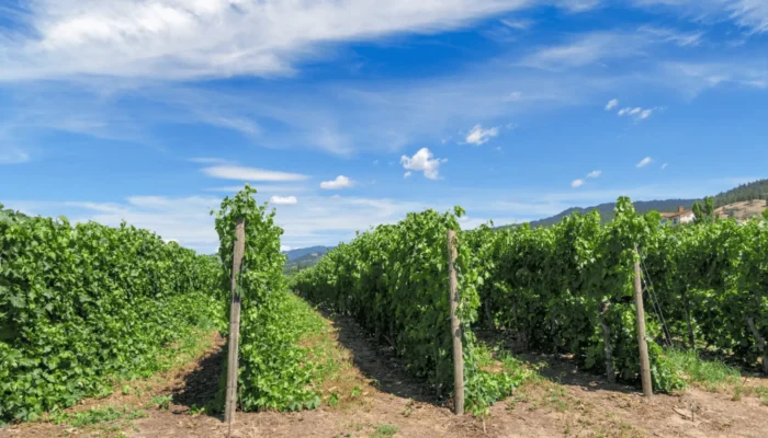 Vignoble des Côtes de Provence sous le soleil méditerranéen