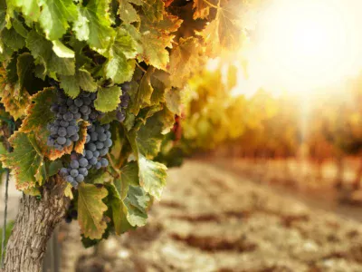 Gros plan sur une grappe de raisins noirs mûrs suspendue à un cep de vigne aux feuilles vertes et dorées, dans un vignoble provençal. En arrière-plan, les rangées de vignes s'estompent dans un flou artistique (effet bokeh) sous la lumière rasante et chaleureuse d'un soleil couchant d'automne.